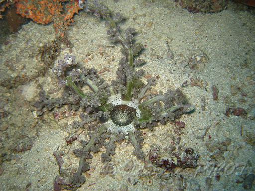 Anemone de feu - Actinodendron cf.arboreum.JPG - elle porte bien son nom, si on la dérange elle déploie ses tentacules, les nématocytes provoquent de cuisantes brûlures, puis elle disparait dans le sédiment, il ne reste de visible qu'un trou dans le sable...